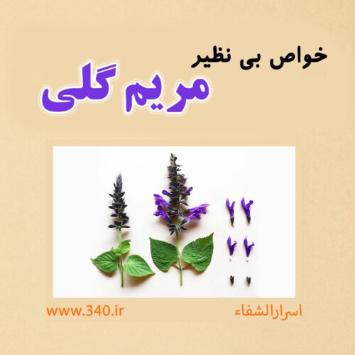 مریم گلی